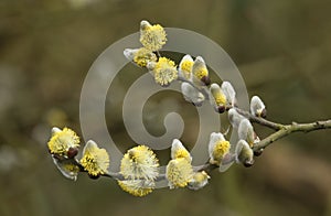 A branch of flowing willows Salix .