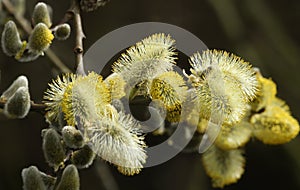 A branch of flowing willows Salix .