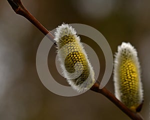 A branch of flowing willows Salix in spring