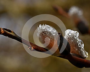 A branch of flowing willows Salix in spring