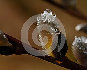 A branch of flowing willows Salix in spring