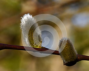 A branch of flowing willows Salix in spring