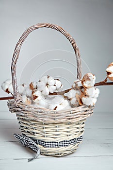 A Branch of fluffy cotton flowers and a wicker basket on a white wooden table