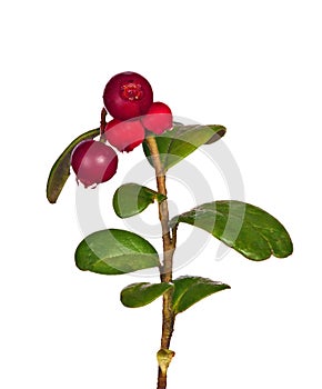Branch with four cowberries