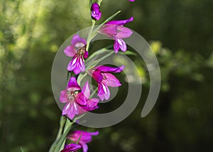 Branch of  four purple flowers with background of garden defuse, closeup and horizontal