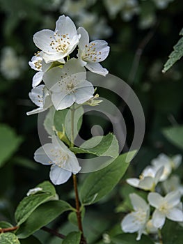 Branch of a fragrant flowering plant with the Latin name Philadelphus, macro