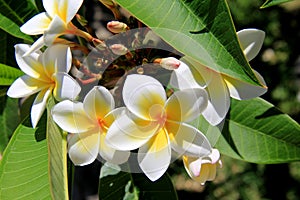 Branch of fragrant Magnolias