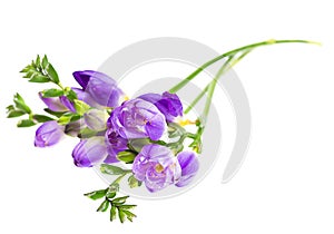 The branch of freesia with flowers, buds