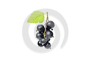 Branch of fresh black currant with green leaf, juicy black currant berries, isolated on the white background