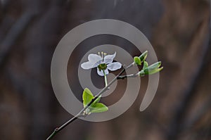 Branch with fresh bloom of plum-tree or Prunus domestica flower in garden