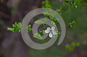 Branch with fresh bloom of plum-tree or Prunus domestica flower in garden