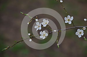 Branch with fresh bloom of plum-tree or Prunus domestica flower in garden