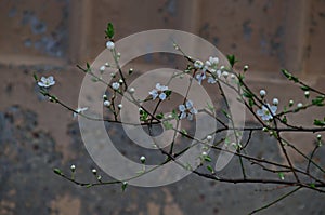 Branch with fresh bloom of plum-tree or Prunus domestica flower in garden