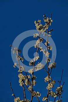 Branch with fresh bloom of plum-tree or Prunus domestica flower in garden