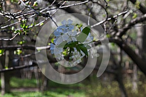 Branch with fresh bloom of plum-tree or Prunus domestica flower in garden