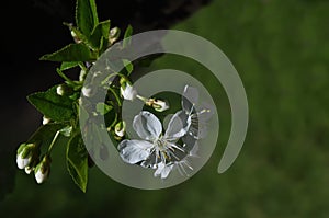 Branch with fresh bloom of plum-tree or Prunus domestica flower in garden