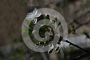 Branch with fresh bloom of plum-tree or Prunus domestica flower in garden