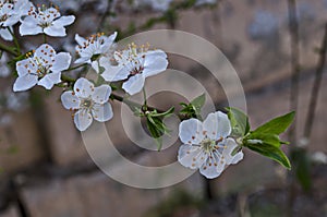 Branch with fresh bloom  of plum-tree  or Prunus domestica flower in park