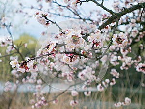 Branch with fresh bud of apricot-tree flower closeup in garden