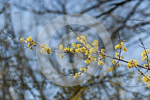 Branch with fresh bud and bloom of cornel-tree or Cornus mas flower closeup in garden