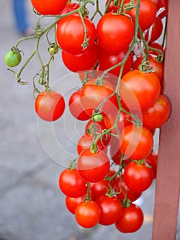 Branch of fresh cherry tomatoes hanging on trees photo