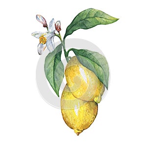 Branch of the fresh citrus fruit lemon with green leaves and flowers.