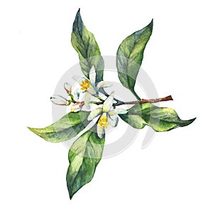 Branch of the fresh citrus fruit lemon with green leaves and flowers.