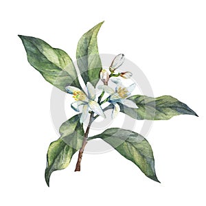 Branch of the fresh citrus fruit lemon with green leaves and flowers. photo