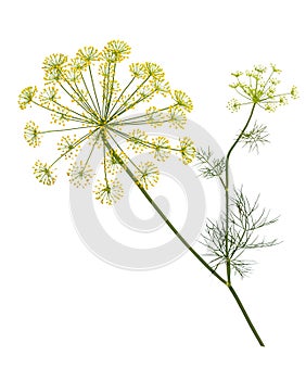Branch of fresh green dill herb leaves isolated. Flowering plan
