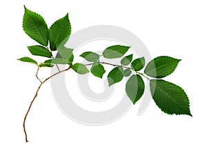 Branch of fresh green elm-tree leaves