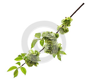 Branch of fresh green elm-tree leaves with flowers