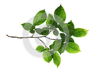 Branch of fresh green elm-tree leaves isolated