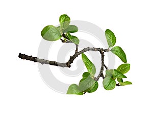 Branch of fresh green elm-tree leaves isolated