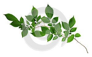 Branch of fresh green elm-tree leaves isolated