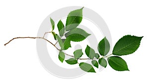 Branch of fresh green elm-tree leaves