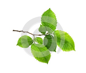 Branch of fresh green elm-tree leaves isolated on white