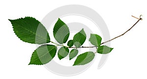 Branch of fresh green elm-tree leaves photo