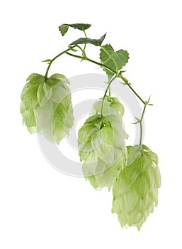 Branch with fresh green hops and leaves on white background
