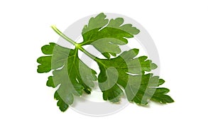 A branch of fresh green parsley lies isolated on a white background