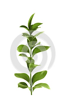 Branch with fresh green Ruscus leaves white background