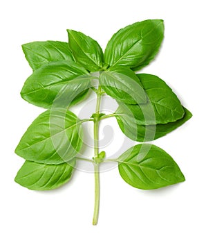 Branch of fresh green sweet basil, Genovese or great basil from above