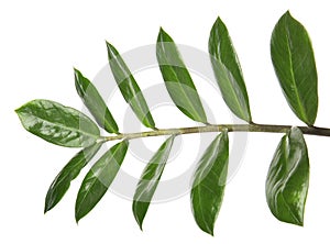 Branch with fresh green Zamioculcas zamiifolia leaves