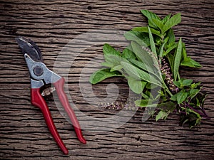 Branch of fresh herbs from the garden. Holy basil flower ,oregano, sage and mint with garden pruner on rustic wooden background.