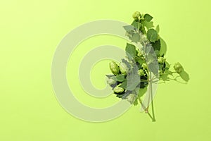 Branch of fresh hop on green background