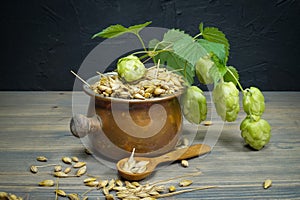 Branch of fresh hops on plant with barley seeds