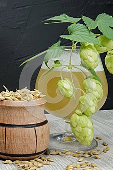 Branch of fresh hops on plant with homemade beer