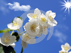 A branch of fresh jasmine