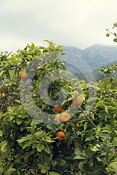 Branch of fresh naranjas on a tree in mediteranean island Majorca photo