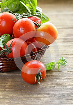 Branch of fresh organic tomatoes with green basil