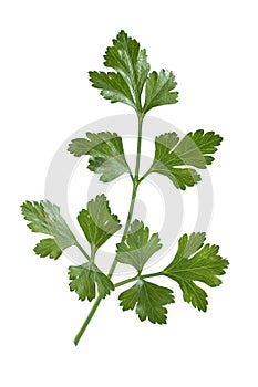 Branch of fresh parsley